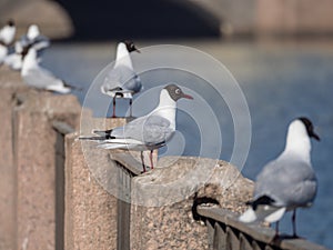 White seagulls on the fence
