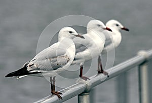 White Seagulls on Fence photo