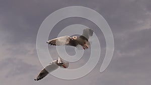 white seagulls flap their wings in the cloudy sky