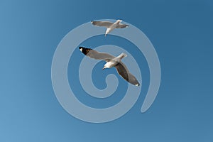 White seagulls fly in the bright blue sky