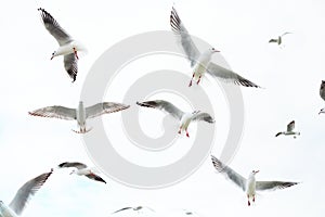 White seagulls fly in the sky on a white background