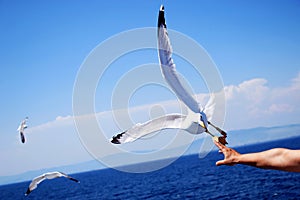 White seagulls flying in the blue sky, feeding