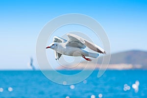 White seagulls flying over blue Sea.