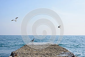 White seagulls flying over the sea