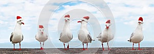 White Seagulls in red christmas hats funny xmas banner