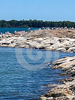 White seagulls on rocky shoreline