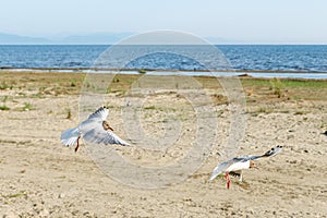 White seagulls on a sandy beach on a sunny day. birds on the sand by the sea