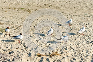 White seagulls on a sandy beach on a sunny day. birds on the sand by the sea