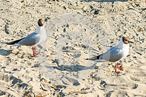 White seagulls on a sandy beach on a sunny day. birds on the sand by the sea