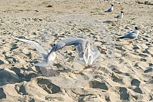 White seagulls on a sandy beach on a sunny day. birds on the sand by the sea