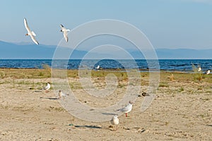 White seagulls on a sandy beach on a sunny day. birds on the sand by the sea