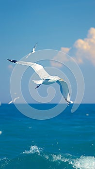 White seagulls soar majestically against vibrant ocean backdrop