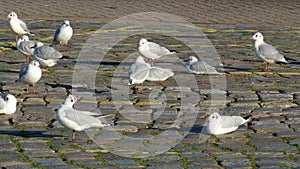 White seagulls standing on a footpath