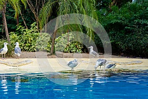 White seagulls on tropical beach