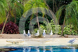 White seagulls on tropical beach