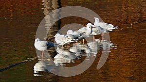 White seagulls in a waters in autumn