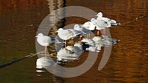 White seagulls in a waters in autumn