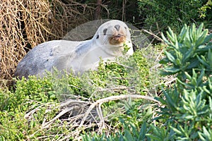 White seals of Kangaroo Island