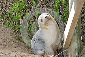 White seals of Kangaroo Island