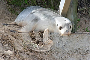 White seals of Kangaroo Island