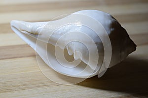 White seashell closeup shot