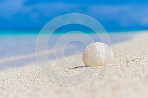 White seashell in the sand on the beach