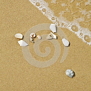 White seashell on sand beach in water