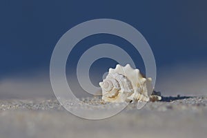 White seashell on sand with blue background