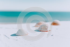 White seashells against the blue blurred background of the sea. background of multicolored ribbed shells. Shells on a