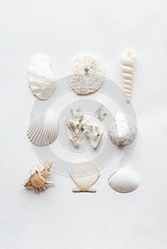 White seashells collection