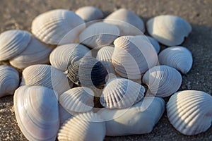 White seashells and one black shell isolated close up. Shells concept. Difference concept.
