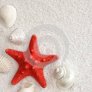 White seashells and red seastar