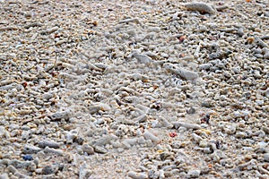 White Seashells and Stones of Different Shapes and Sizes on Beach - Natural Abstract Background
