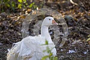 White Sebastopol goose.
