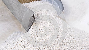 White secondary processing plastic granule comes out of the granulator crusher into small granules. Concept of plastic