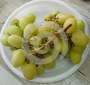 White seedless grapes