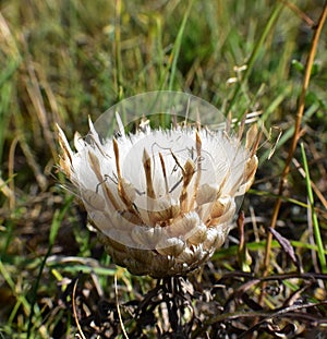 White seeds about to scatter from Shepherd\'s Spoon (Rhaponticum coniferum). photo