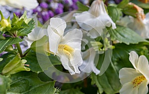 White Seep monkeyflower Erythranthe guttata photo