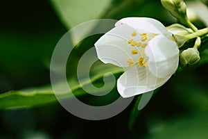 White seringa flower