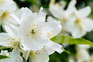 White seringa flower
