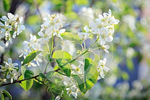 White serviceberry flowers in early spring.