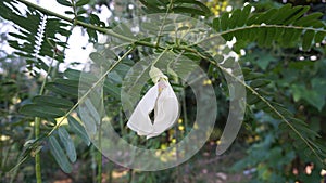 White Sesbania Grandiflora flowers are vegetables and herbs that nourish health taken from the garden that they have planted