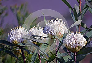 White Shady Lady waratahs, Telopea speciosissima, in an Australian water-wise garden