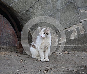 White shaggy cat sits near a gray wall