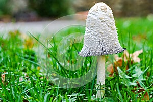 White Shaggy Manes Mushroom Coprinus comatus