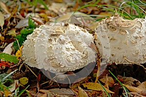 White shaggy parasol mushrooms - Chlorophyllum rhacodes