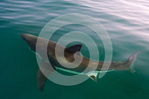 White shark (Carcharodon carcharias)