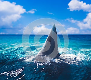 White shark fin above water