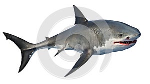 White shark marine predator big