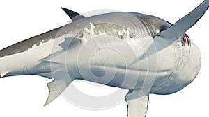 White shark marine predator big belly, bottom view